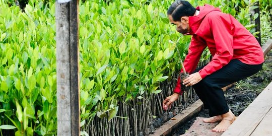 Gaya Jokowi Tanam Mangrove di Bengkalis