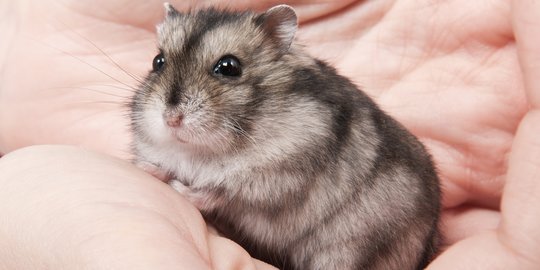 Jenis-Jenis Hamster yang Paling Menggemaskan, Cocok jadi Hewan Peliharaan di Rumah