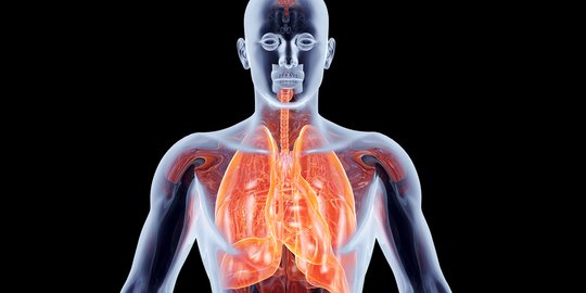 Fungsi Organ Pernapasan Manusia, Pahami Perannya Bagi Tubuh
