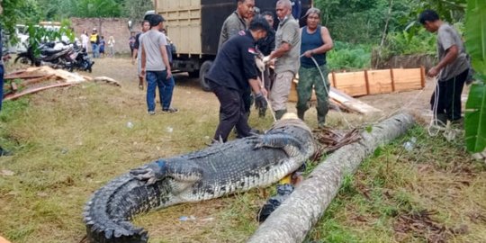 Sering Lepas, 11 Ekor Buaya Dievakuasi dari Penangkaran Tak Terurus di Muarojambi