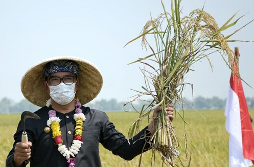 swasembada beras di jawa barat