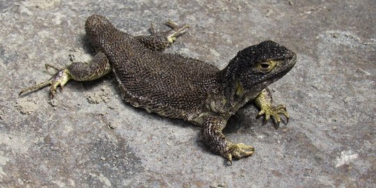 Liolaemus Warjantay, Kadal Spesies Baru di Peru