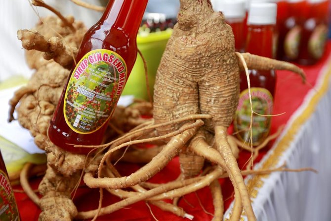 wabup banyuwangi panen perdana gingseng
