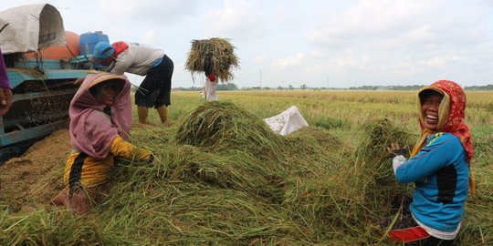 Pemerintah Bakal Evaluasi Pemberian Subsidi Pertanian