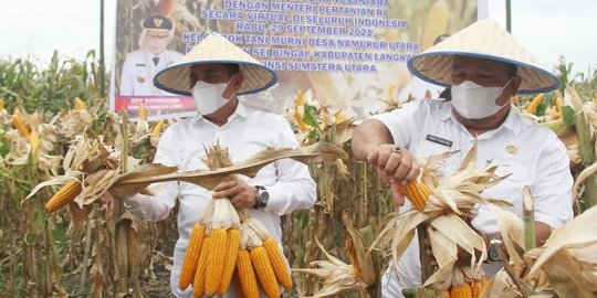 Jaga Kestabilan Harga Pangan, Produksi Jagung di Sumut Akan Dijadikan Pakan Ternak