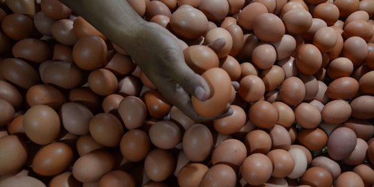 Kementan soal Harga Telur Anjlok: Produksi Nasional Mengalami Surplus