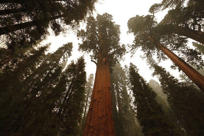 pohon pohon purba terancam kebakaran hutan di california