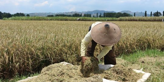 Nilai Tukar Petani Naik 0,96 Persen di September 2021