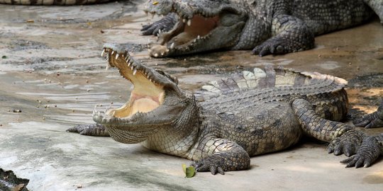 Ingin Mandi, Kakek di Kotawaringin Timur Malah Diserang Buaya