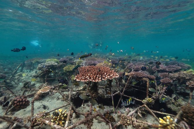 melestarikan terumbu karang di nusa dua bali