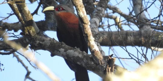 9 Jenis Burung Dilindungi Ditemukan Di Hutan Ngantang Malang Merdeka Com