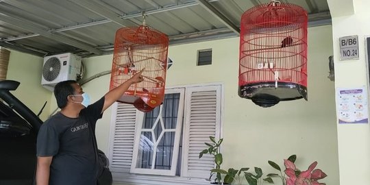 Burung Murai Batu Pemenang Lomba Dicuri di Tangerang, Pelaku Terekam CCTV