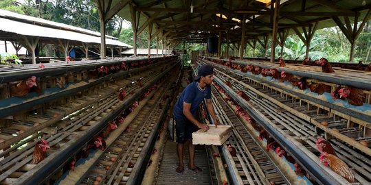 Harga Pakan Mahal, Peternak di Tasikmalaya Terpaksa Jual Murah Ayam Petelur