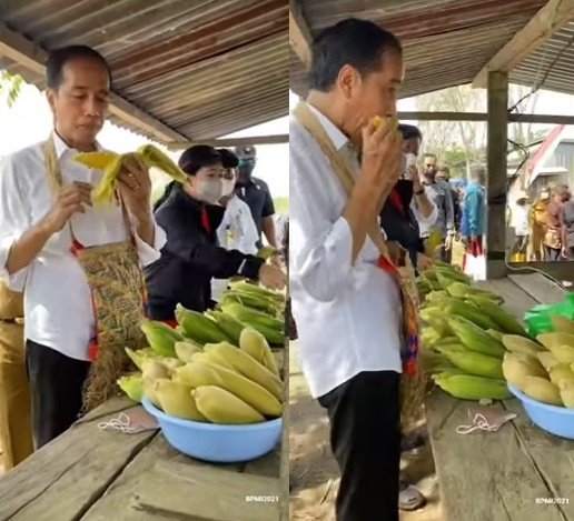 momen presiden jokowi makan jagung rebus sangat lahap