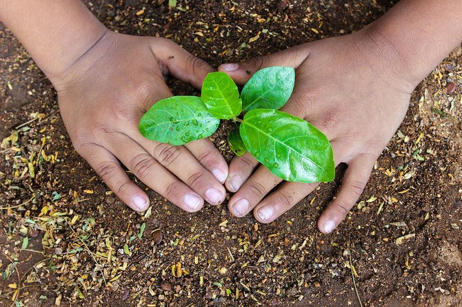 7 Penanggulangan Pemanasan Global Yang Bisa Dilakukan, Ini Selengkapnya ...