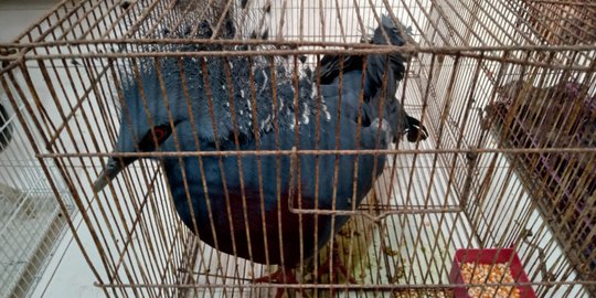 BKSDA Sumsel Catat 38 Satwa Gagal Diselundupkan Mati, 11 Kena Flu Burung