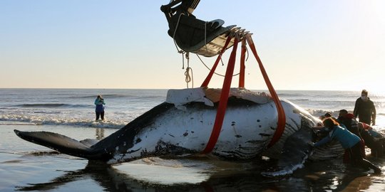 Aksi Penyelamatan Paus Bungkuk Terdampar di Pantai Argentina