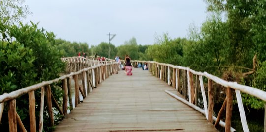 Ancaman Jakarta Tenggelam Bisa Dicegah dengan Hutan Mangrove di Bibir Pantai