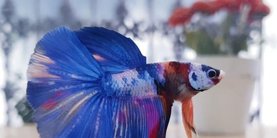 ikan hias rev1