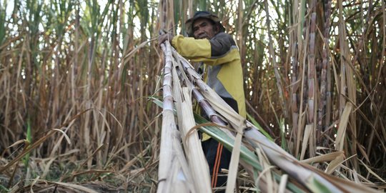 Anak Usaha RNI: Sistem Kemitraan Tingkatkan Kesejahteraan Petani Tebu