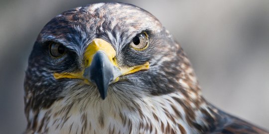 Wujudkan Konservasi, BKSDA DIY Lepas Dua Burung Liar Ini agar Tak Punah