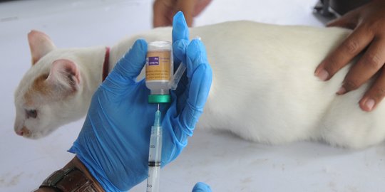 Padang is Targeted to be Free of Rabies by 2030, 2,500 Pets Inject Vaccines