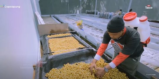 Kisah Hidup Pak Teddy, Rela Tinggalkan Hiruk Pikuk Kota Demi Jadi Petani