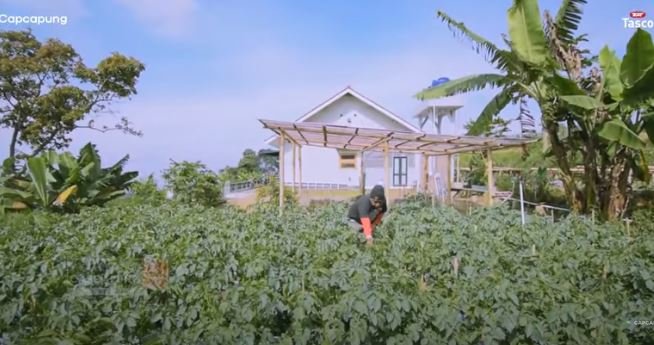 pak teddy petani kentang
