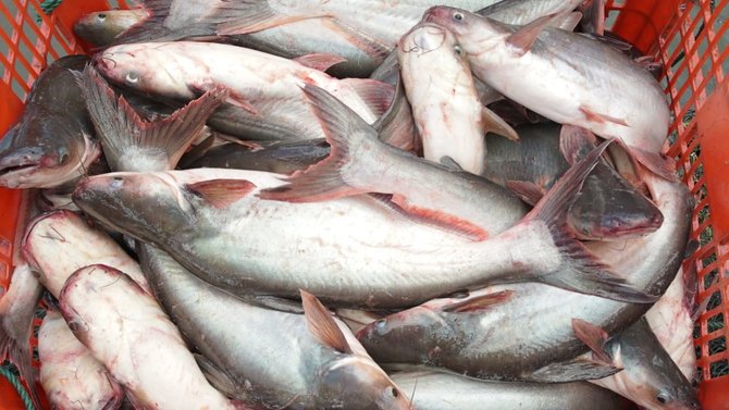 ilustrasi ikan patin