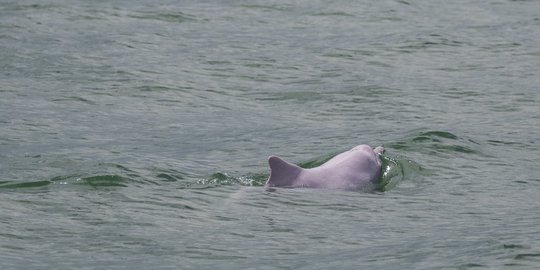 Bangkai Lumba-Lumba dengan Sejumlah Luka Ditemukan di Pantai Salupu NTT
