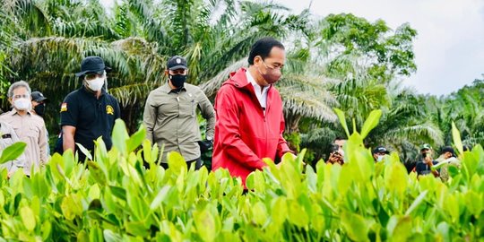 Jokowi Harap Daerah Lain Contoh Rehabilitasi Mangrove Taman Hutan Raya Ngurah Rai