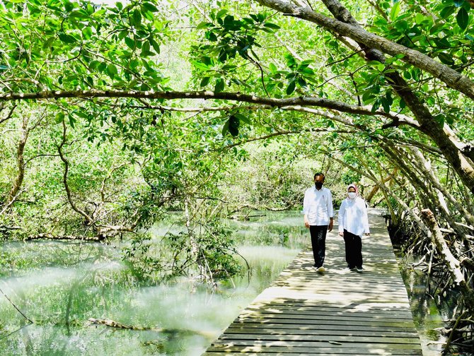 jokowi tinjau mangrove di bali