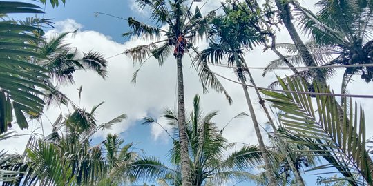 Pria Karangasem Meninggal Dunia di Atas Pohon Kelapa