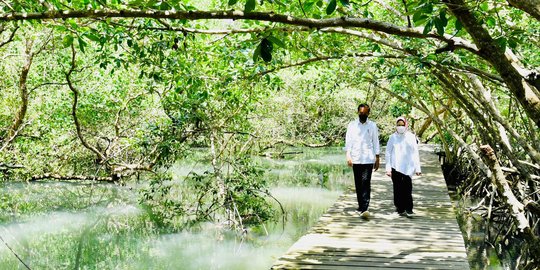 Jokowi dan Iriana Susuri Hutan Mangrove di Bali