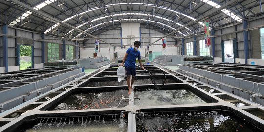 Melihat Pusat Budidaya Ikan Koi dan Maskoki Milik KKP