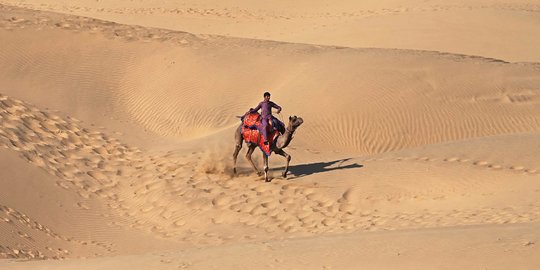 Unta-Unta di Gurun Thar India Menanti Turis