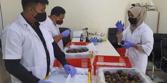 Lama Terhenti Akibat Pandemi Covid-19, Manggis Bali Kembali Diekspor ke China