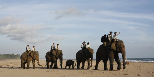 Mengenal Makanan Gajah Sumatera, Berikut Ciri-Cirinya