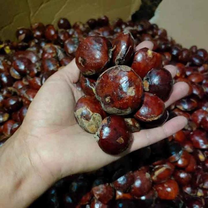 manis sedap baru
