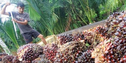 Harga Sawit Pecah Rekor, Petani Keluhkan Pupuk Ikut Melambung