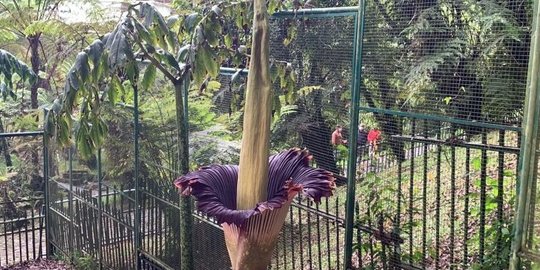 Bunga Bangkai Setinggi 2,8 Meter Mekar di Kebun Raya Cibodas Cianjur