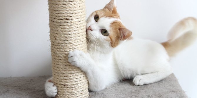 ilustrasi kucing