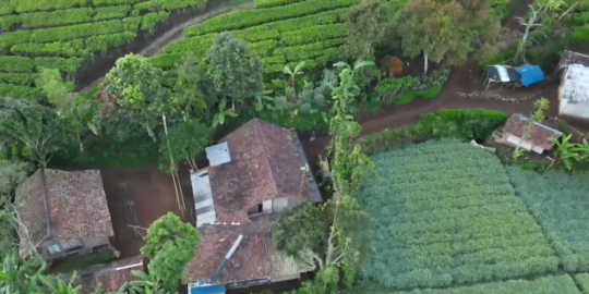Intip Pesona Kampung Parabon Campaka Cianjur, Ada Kebun Teh Luas yang Asri