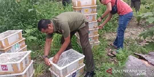 840 Ekor Burung Tanpa Dokumen Resmi Disita Balai Besar KSDA Riau