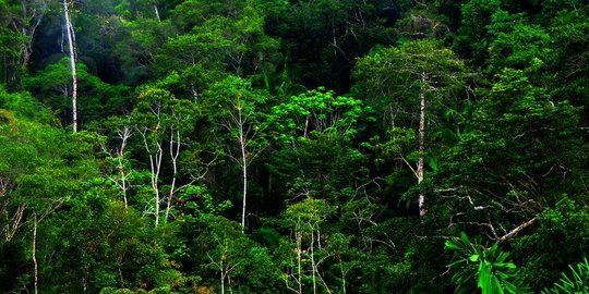 Pengertian Iklim Hujan Tropis dan Manfaatnya bagi Lingkungan, Menarik Diketahui