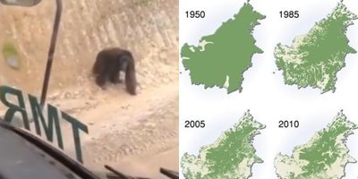 viral video orang utan kebingungan cari habitatnya hutan kalimantan makin gundul