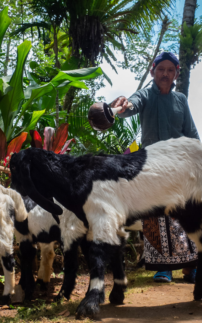 tradisi baritan hajatan kambing