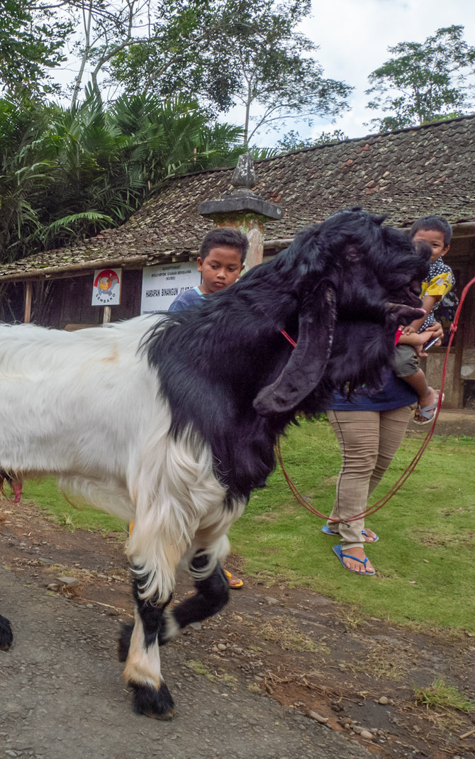 tradisi baritan hajatan kambing