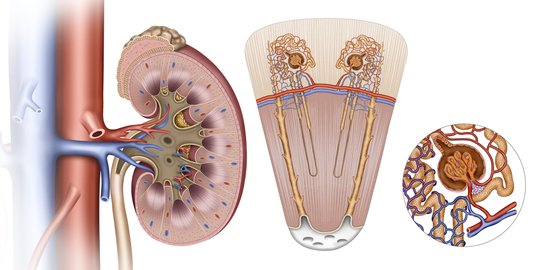 10 Fungsi Ginjal Pada Manusia yang Patut Dijaga, Jangan Disepelekan