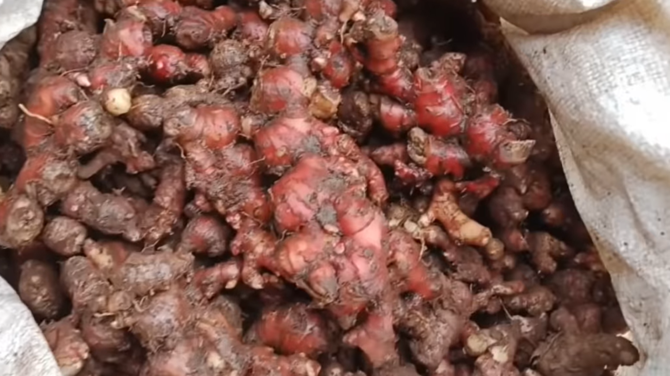 petani baduy di kabupaten lebak